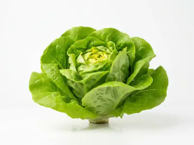 Selada Butterhead - XFarm House