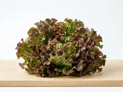 Selada Lollo Rossa - XFarm House
