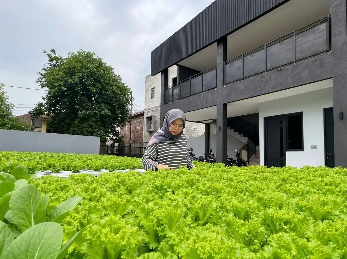 Tim XFarm House merawat selada hidroponik di kebun Pamulang, Tangerang Selatan dengan sistem NFT (Nutrient Film Technique) modern untuk produksi selada segar bebas pestisida sepanjang tahun